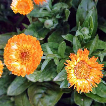Pink Surprise English Marigold Pink Surprise English Marigold