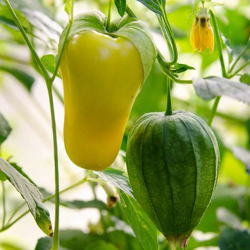 Tomatillo Queen of Seeds