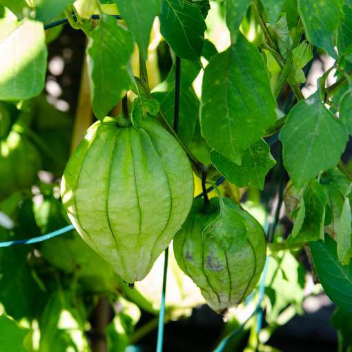 Tomatillo Queen of Seeds