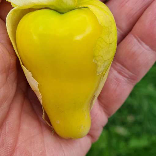 Tomatillo Queen of Seeds