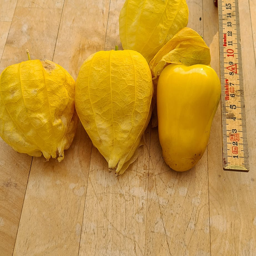 Tomatillo Queen of Seeds