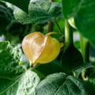 Pineapple Ground Cherry