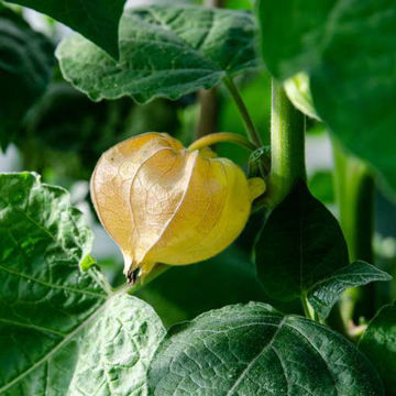 Pineapple Ground Cherry Pineapple Ground Cherry