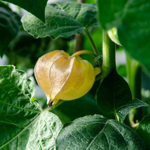 Pineapple Ground Cherry