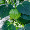 Pineapple Ground Cherry