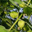 Pineapple Ground Cherry