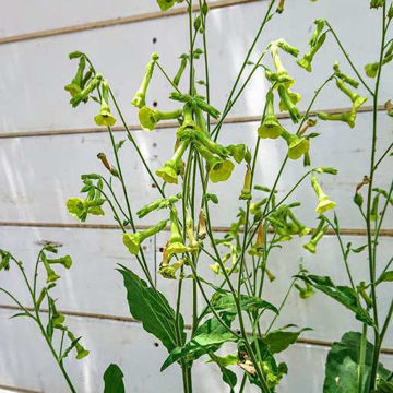 Tobacco Lemon Tree  Tobacco Lemon Tree