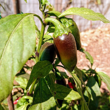 Jalapeño Chili Pepper Jalapeño Chili Pepper