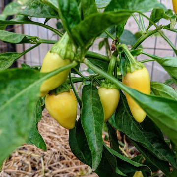 Jalapeño White Chili Pepper Jalapeño White Chili Pepper