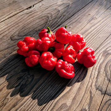 Scotch Bonnet MOA Red Chili Pepper Scotch Bonnet MOA Red Chili Pepper