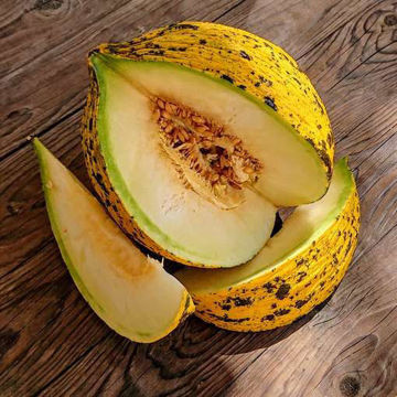 Thrace Melon Thrace Melon