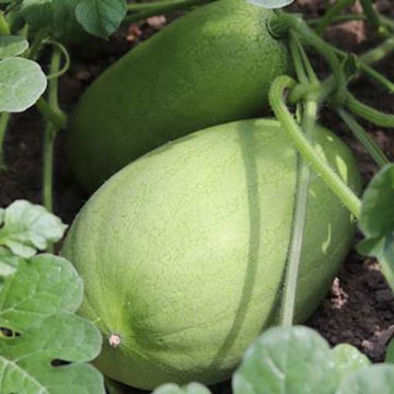 Charleston Grey Watermelon Charleston Grey Watermelon