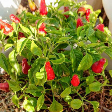 Apache Chili Pepper Apache Chili Pepper