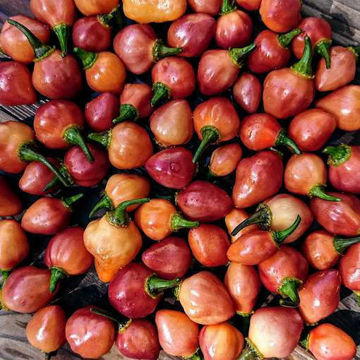 Chiero Roxa Chili Pepper Chiero Roxa Chili Pepper