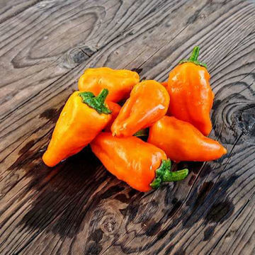 Monkey Face Chili Pepper Monkey Face Chili Pepper