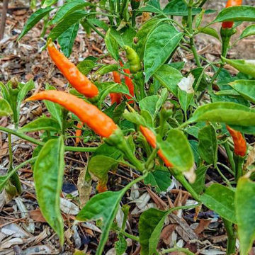 Lanterna de Foc Chili Pepper Lanterna de Foc Chili Pepper