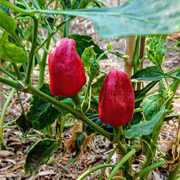 Trottolino Amoroso – Naso di Cane Chili Pepper Trottolino Amoroso – Naso di Cane Chili Pepper