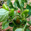 Trottolino Amoroso – Naso di Cane Chili Pepper