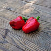 Trottolino Amoroso – Naso di Cane Chili Pepper