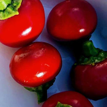 Cherry Bomb Chili Pepper Cherry Bomb Chili Pepper