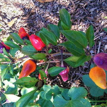 Black Scorpion Tongue Chili Pepper Black Scorpion Tongue Chili Pepper