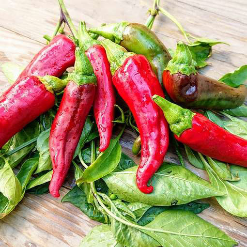 Hungarian Boldog Sweet PepperMeraki Seeds