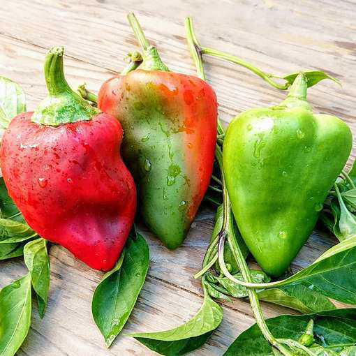 Lipstick Sweet PepperMeraki Seeds