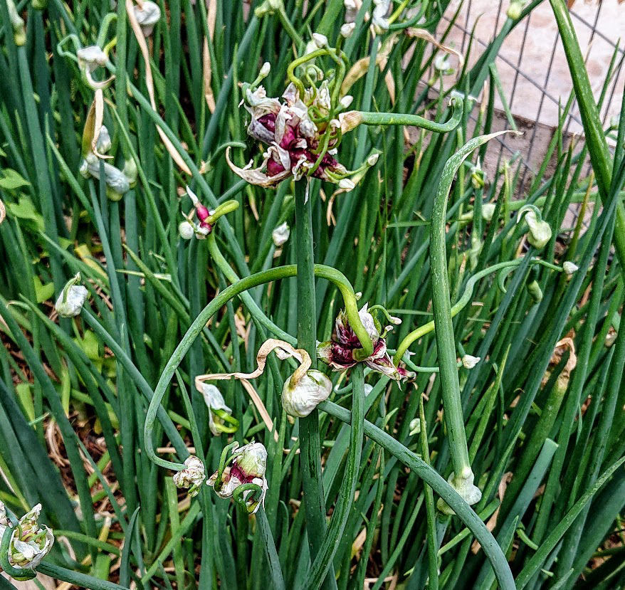 Walking OnionsMeraki Seeds