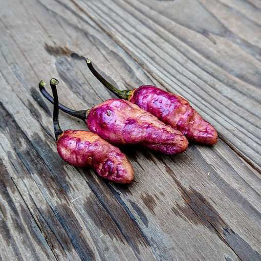 Purple Cream Chili Pepper