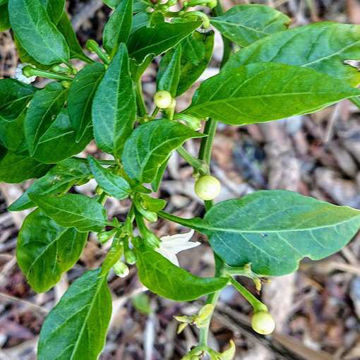 Ohio de Peixe Chili Pepper Ohio de Peixe Chili Pepper