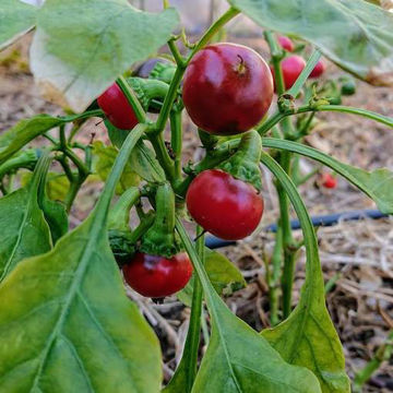 Hungarian Round Chili Pepper Hungarian Round Chili Pepper