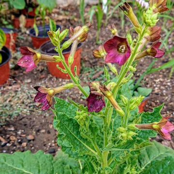 Flowering Tobacco Bronze Queen Flowering Tobacco Bronze Queen