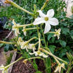 Flowering Tobacco Grandiflora