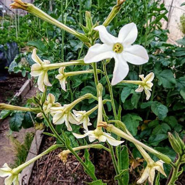 Flowering Tobacco Grandiflora Flowering Tobacco Grandiflora
