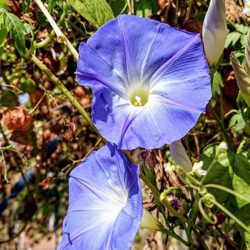 Morning Glory Mix Morning Glory Mix
