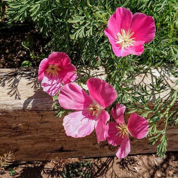 California Poppy Purple Gleam  California Poppy Purple Gleam