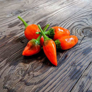 Tangerine Dream Sweet Pepper Tangerine Dream Sweet Pepper