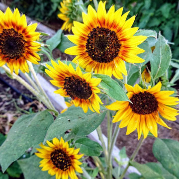 Sunflower Sunflower