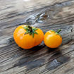 Yellow Brick Road Dwarf Tomato