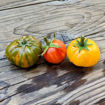 Yellow Brick Road Dwarf Tomato