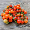 Bajaja Micro Dwarf Tomato