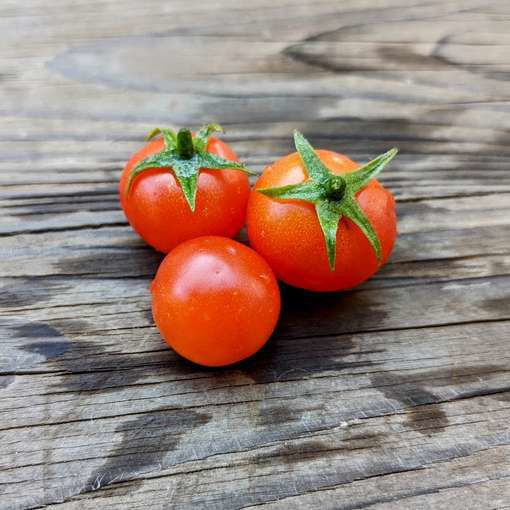 Bonsai Micro Dwarf Tomato