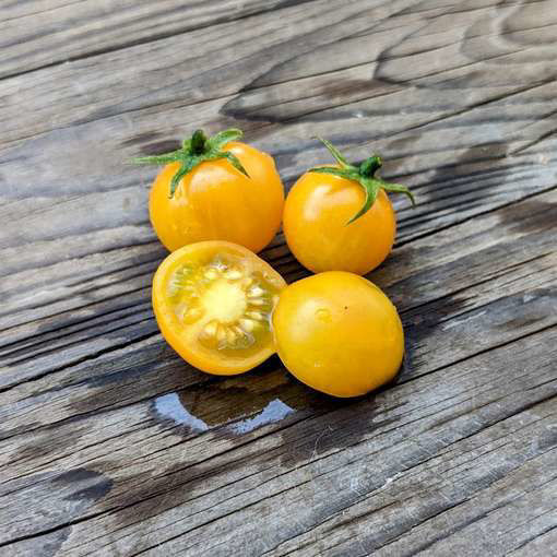 Chello Micro Dwarf Tomato