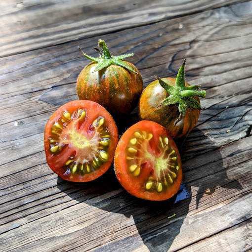 Dark Stripe Dwarf Tomato
