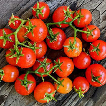 Jip and Janneke Micro Dwarf Tomato Jip and Janneke Micro Dwarf Tomato