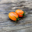 Laura #5 Micro Dwarf Tomato