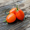 Mini Marzano Micro Dwarf Tomato