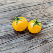 Monetka Micro Dwarf Tomato