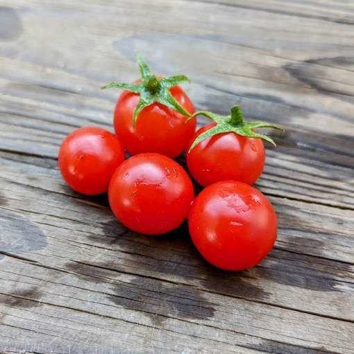 Pigmy Micro Dwarf Tomato