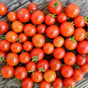 Reijna Red Micro Dwarf Tomato Reijna Red Micro Dwarf Tomato